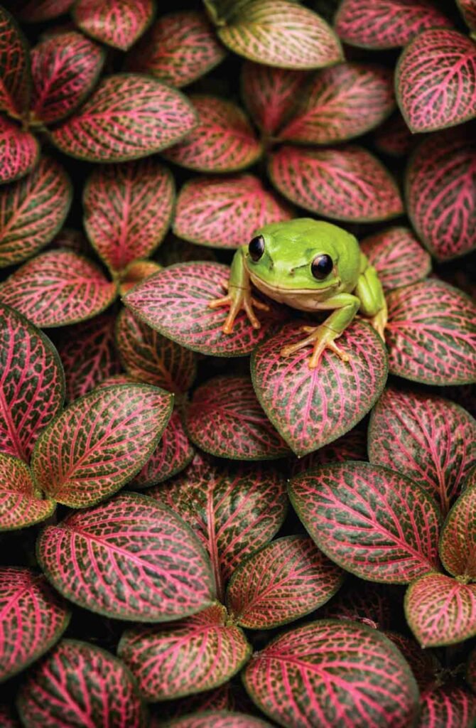 Pink nerve plant ground cover with tree frog in humid terrarium setup