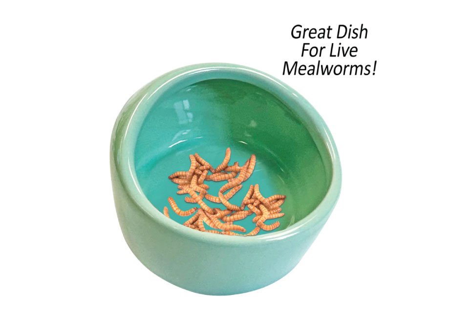 Designed specifically to prevent insects from escaping, this dish makes feeding live prey easier, cleaner, and less stressful.