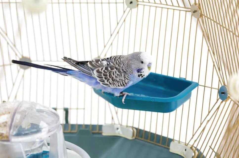 This cage stands out for its modern design and innovative features, including a central feeder system that helps reduce mess and simplify cleaning.