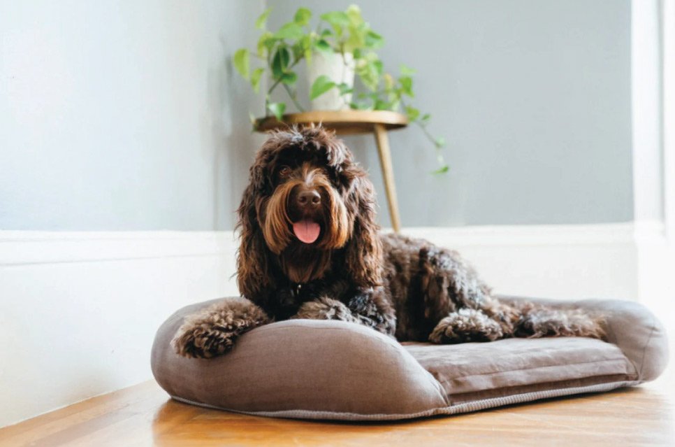 Play offers durable, design-forward dog toys and comfort-driven beds made for every play style and sleep style. From enrichment favorites to cozy loungers, these are the products that built our reputation.