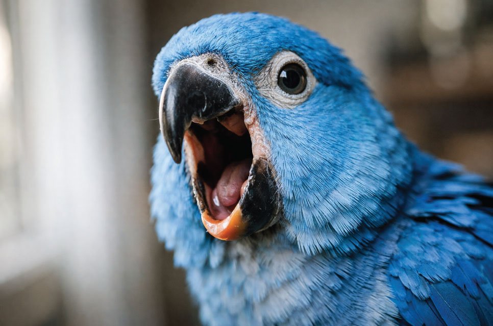 Colorful parrot screaming loudly with open beak in home environment