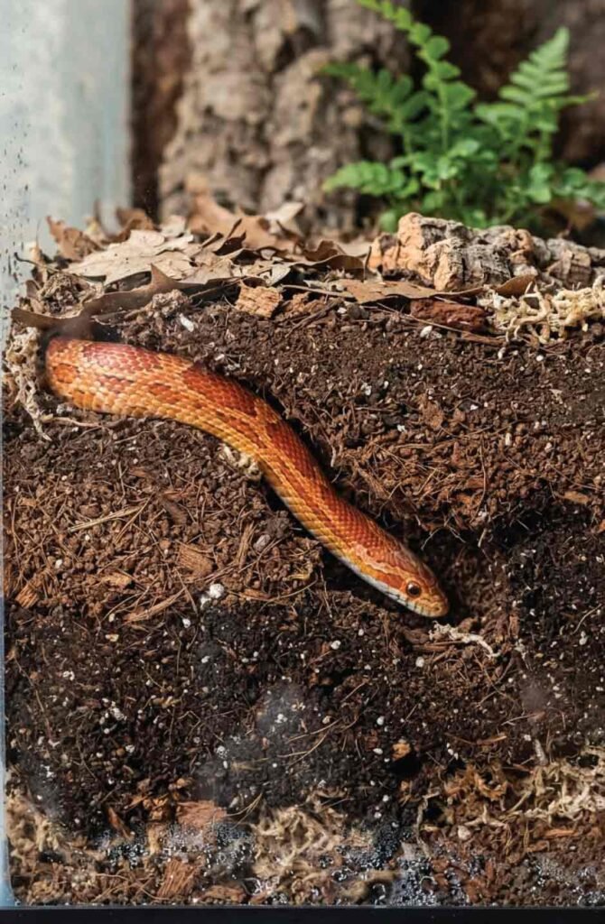 Corn snake burrowing through naturalistic substrate mix of topsoil, coconut fiber, and sand showing proper depth for natural behavior