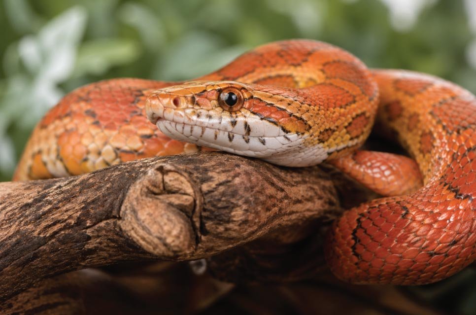 Complete Corn Snake Care Guide for Beginners