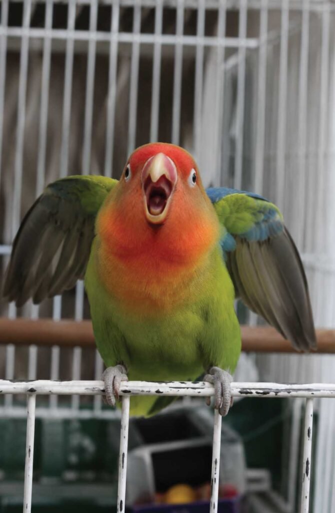 Lovebird displaying territorial behavior with open beak showing the challenging aspects of ownership