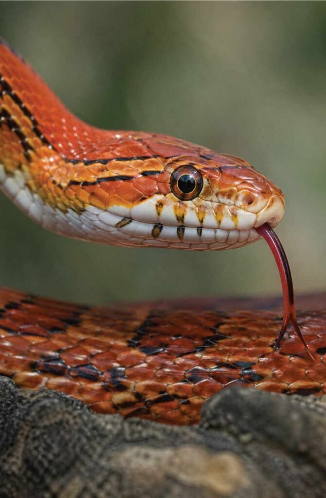 Healthy corn snake with clear bright eyes, alert expression, and well-defined scales showing signs of good health