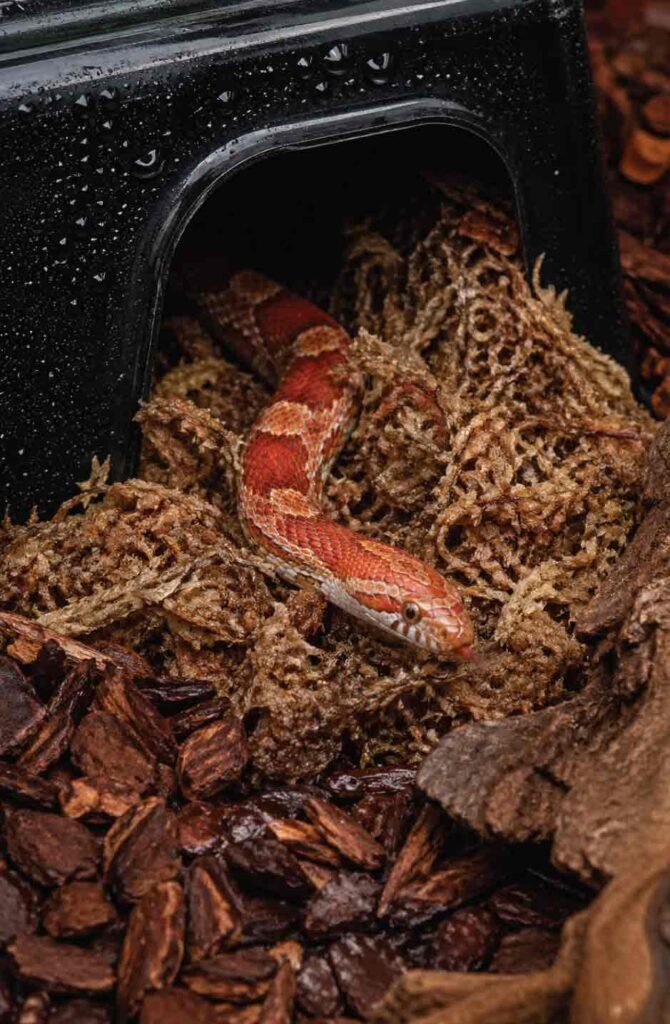 Corn snake entering humid hide filled with damp sphagnum moss for healthy shedding cycle