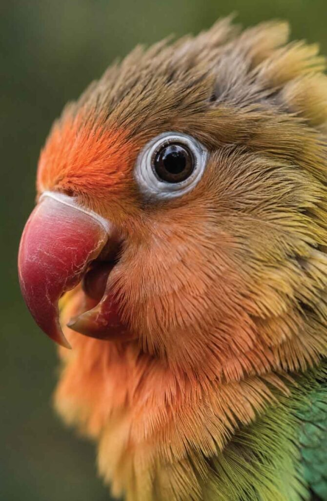 Close-up of lovebird displaying warning body language with pinned pupils and ruffled feathers