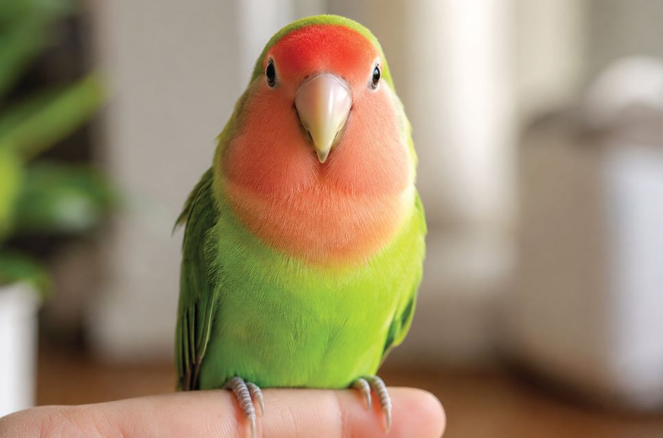 Lovebirds as Pets