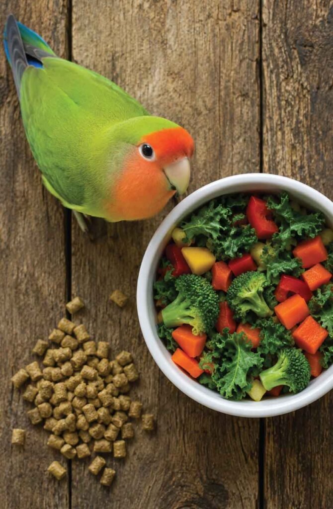 Healthy lovebird diet showing fresh chopped vegetables and pellets in feeding bowl