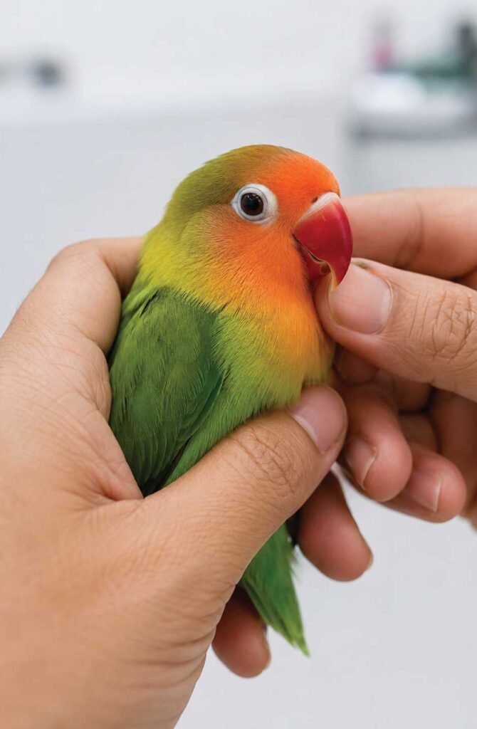 Healthy lovebird being examined showing proper health monitoring and handling techniques