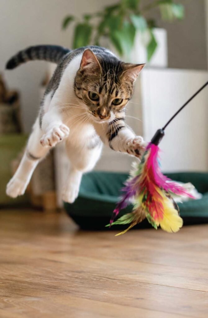 Cat playing with feather wand toy demonstrating proper play technique without using hands