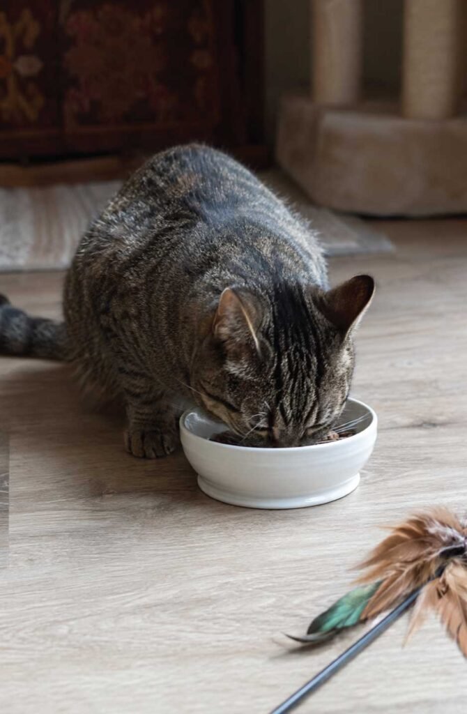 Cat eating meal after play session demonstrating the natural hunt-catch-kill-feast cycle to prevent biting