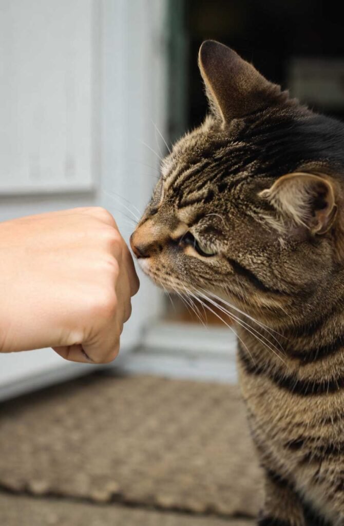 Cat sniffing offered knuckle demonstrating proper consent-based greeting and petting technique