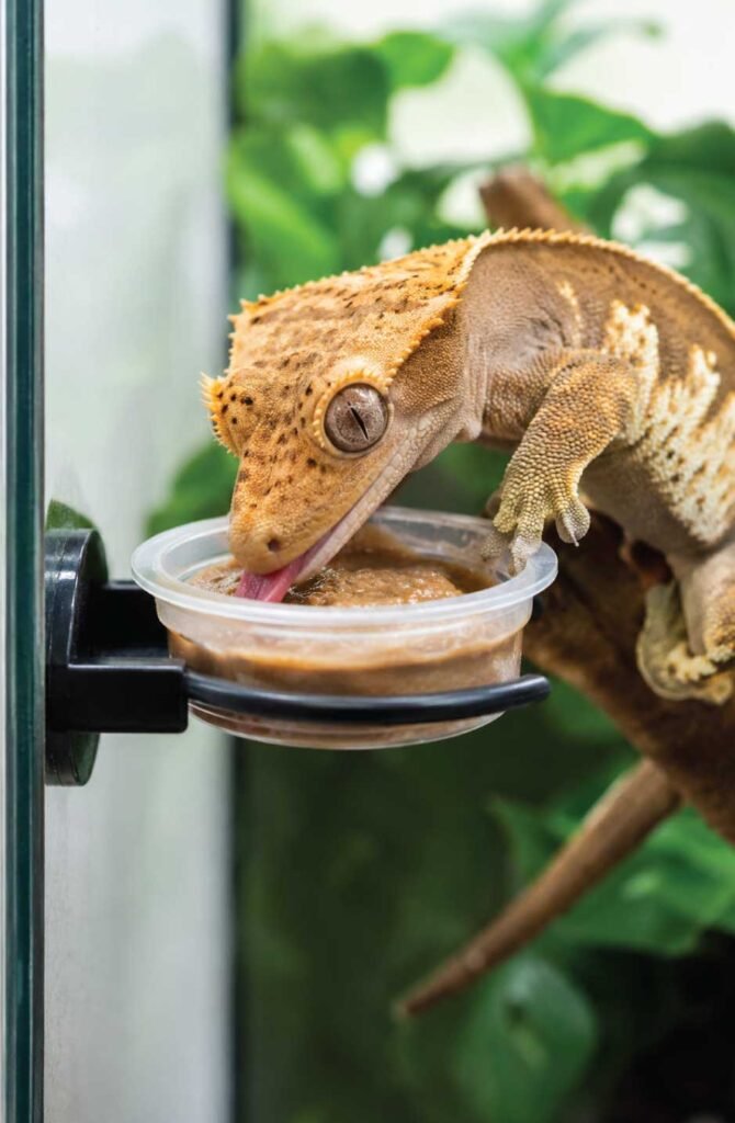 Crested gecko eating powdered diet formula from an elevated feeding ledge cup inside its tank.