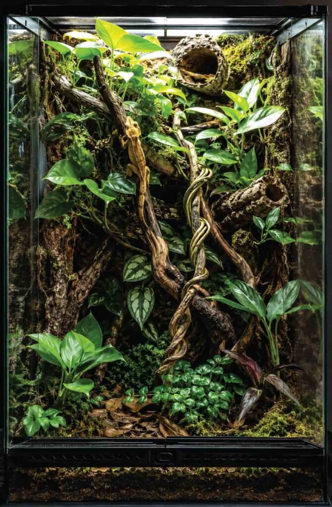 Crested-Gecko-Care