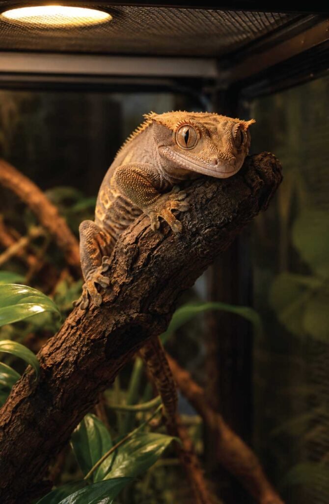 Crested gecko basking cryptically under a linear T5 UVB lighting fixture placed on top of a mesh screen lid.