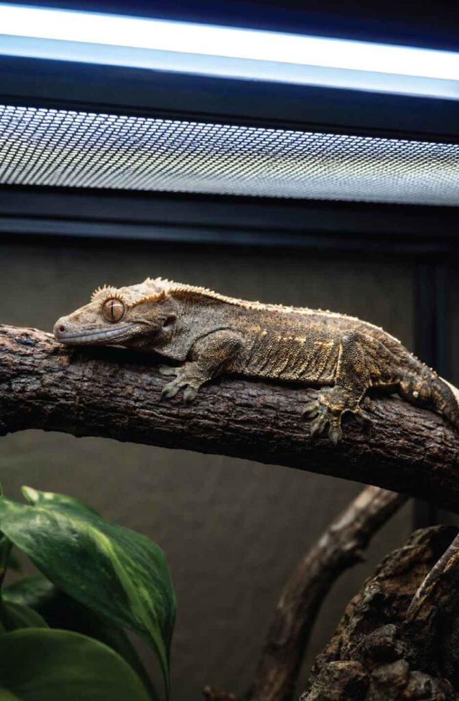 Crested gecko basking cryptically under a linear T5 UVB lighting fixture placed on top of a mesh screen lid.