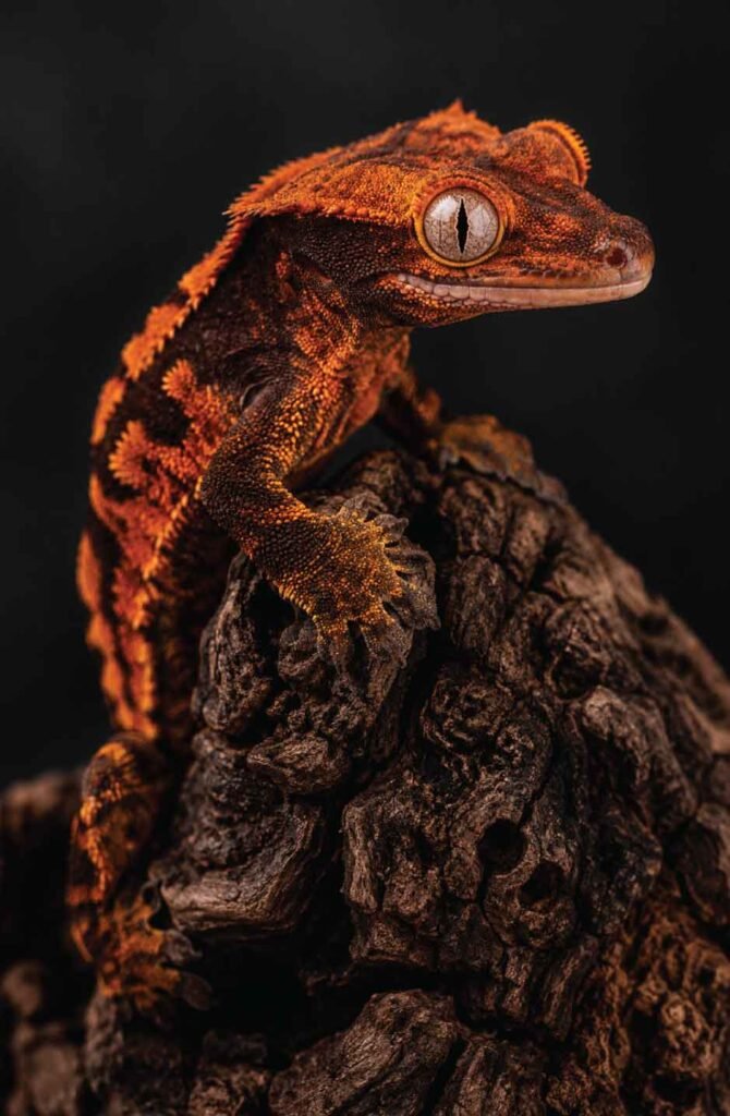 A vertical macro photo illustrating advanced crested gecko care, featuring a fully fired-up gecko with dark chocolate and bright orange skin patterns on cork bark.