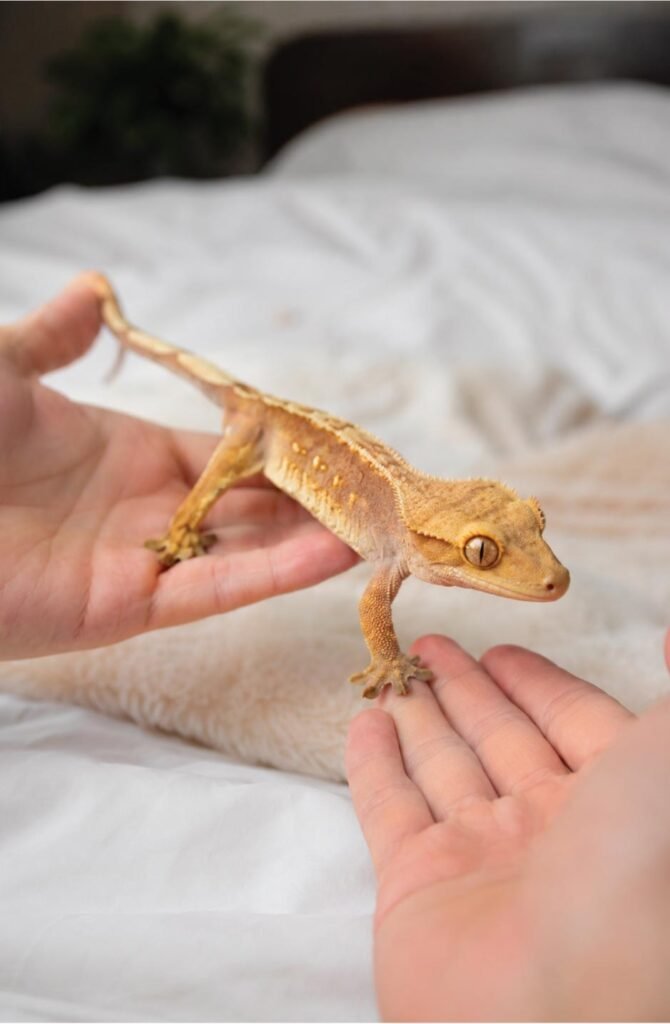A crested gecko hand-walking across a person's hands safely over a soft surface.