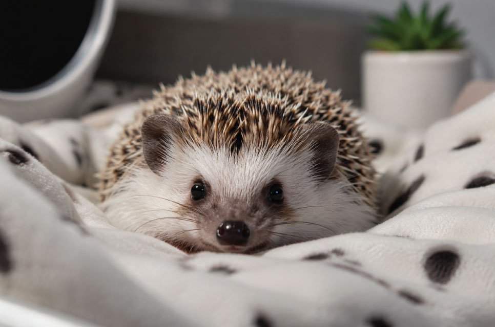 Pet Hedgehog Care Guide