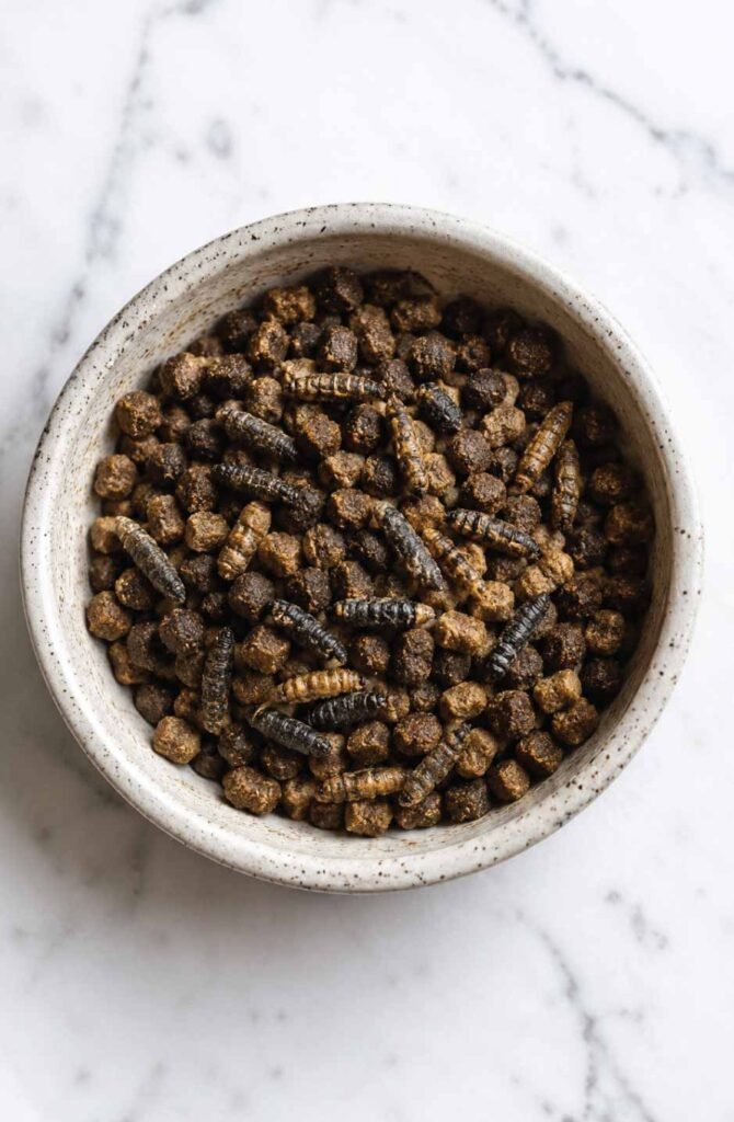 A small ceramic pet bowl filled with high-protein hedgehog kibble and dried insect treats.