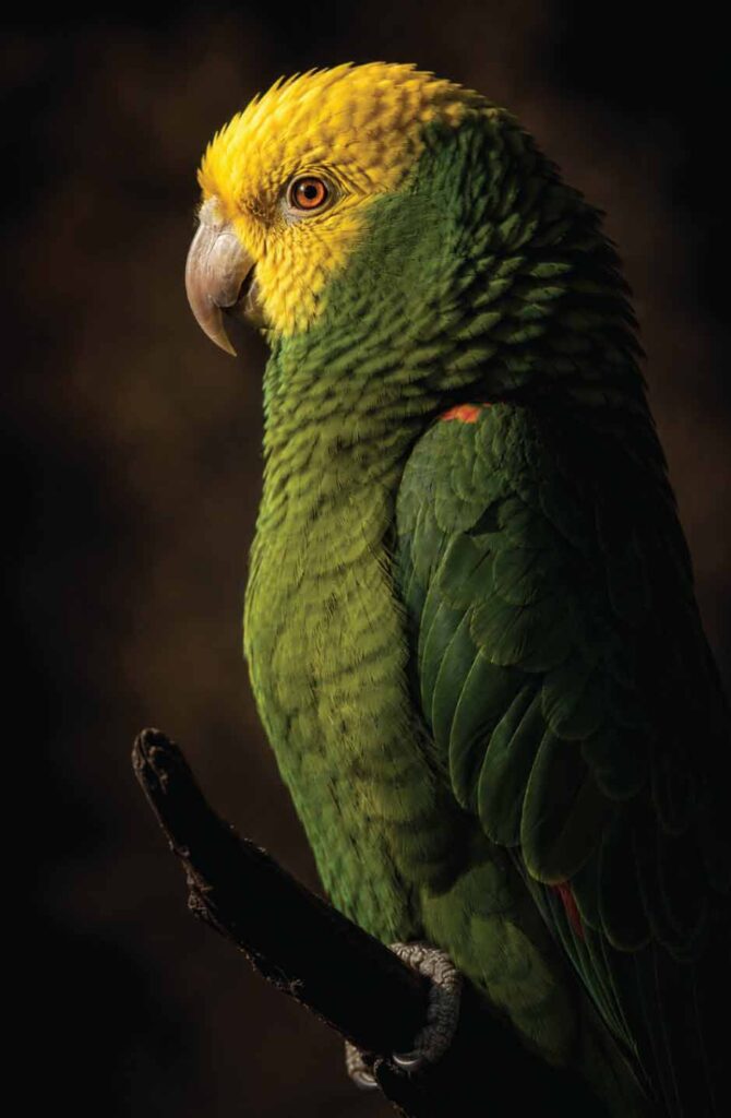A striking vertical profile portrait of an intelligent double yellow-headed amazon parrot looking highly alert and contemplative.