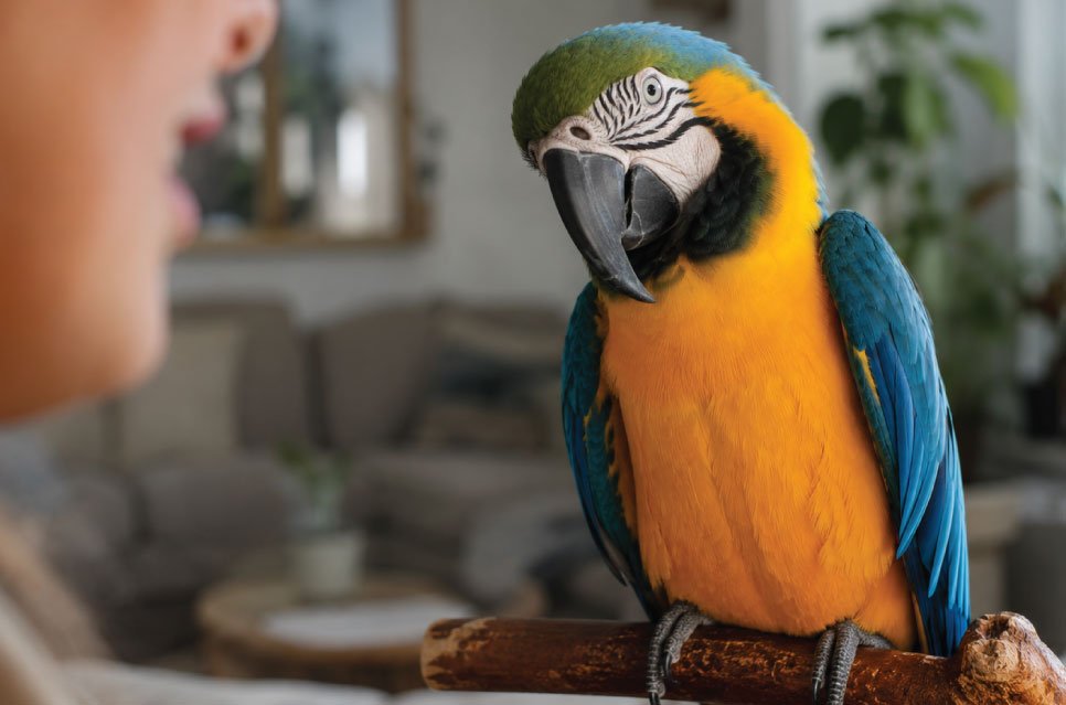 A hyperrealistic photograph of a colorful Blue and Gold Macaw looking intently toward an blurred human owner speaking nearby.