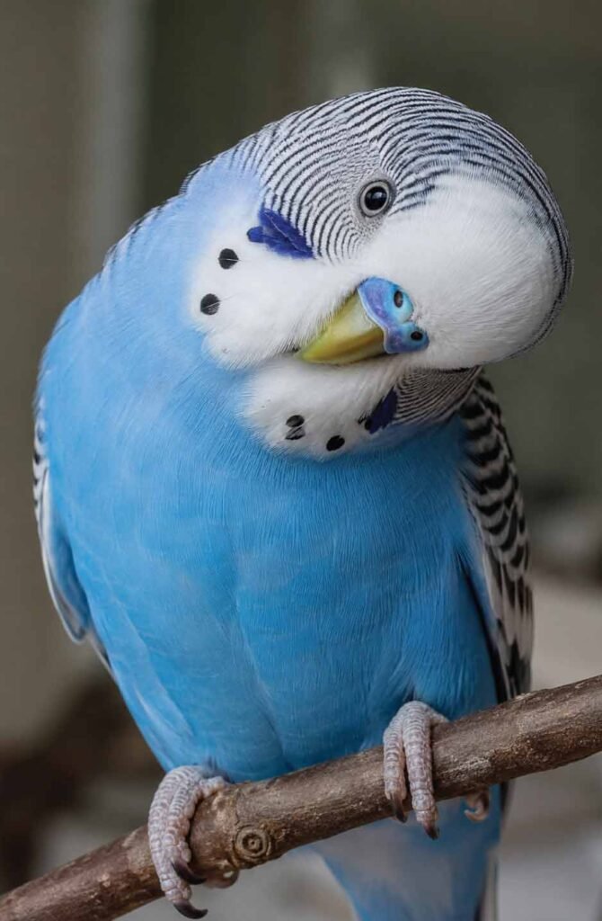 A close-up vertical shot of a cute blue budgerigar doing a dramatic, near-90-degree head tilt while perched.