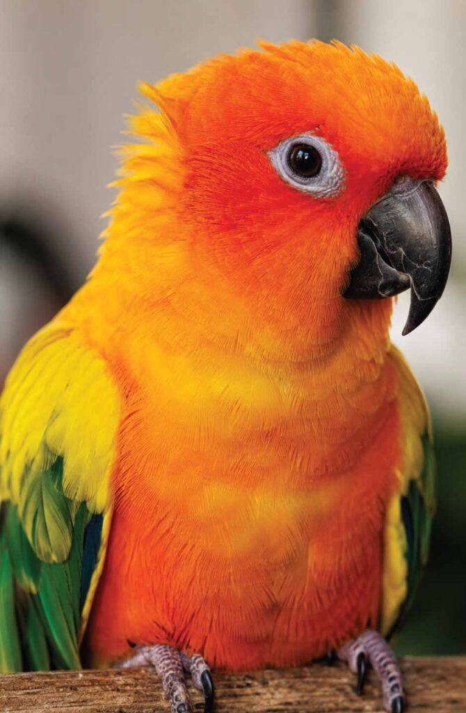 does-my-bird-recognize-my-voice