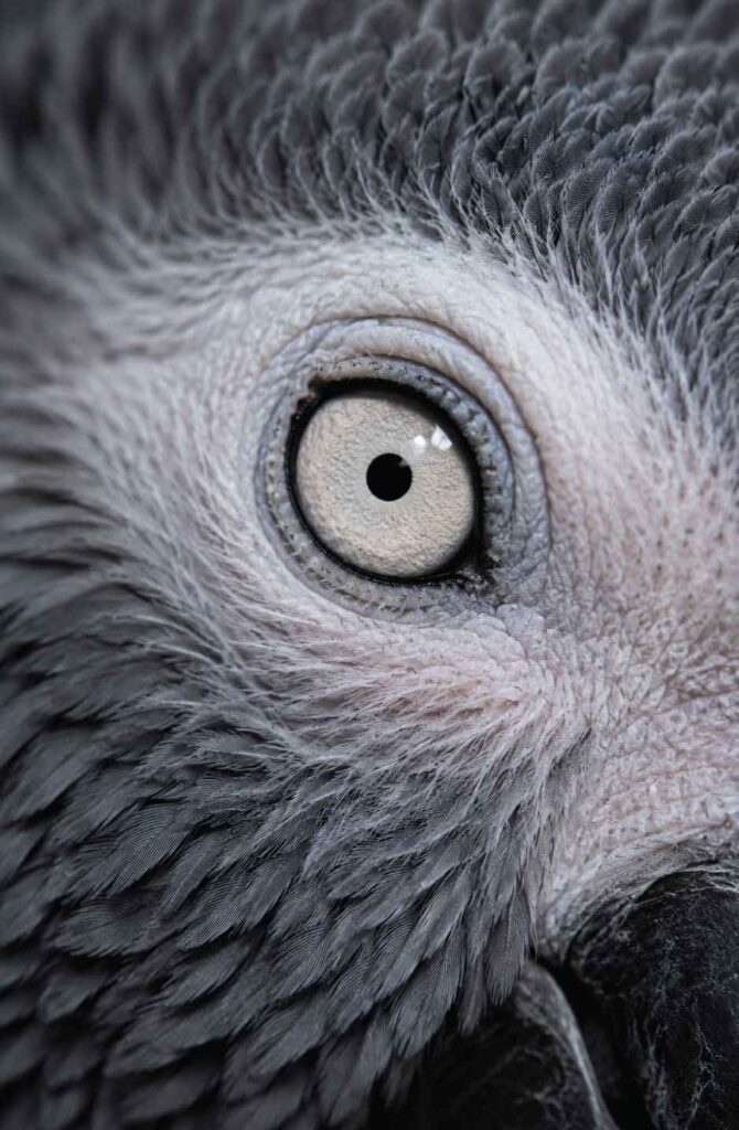 An intense vertical macro shot of an African Grey Parrot’s eye, capturing the clear moment of pupil pinning or an iris flash.