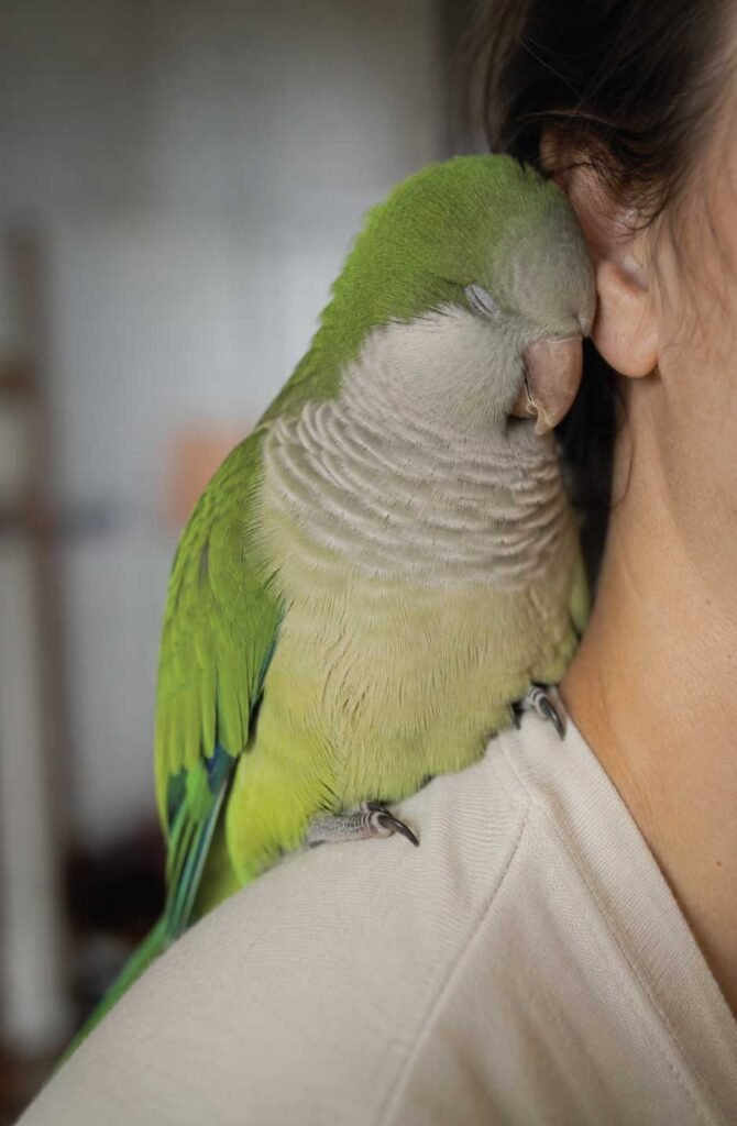 A charming vertical portrait of a gentle green Quaker Parrot listening with contentment, eyes softly closed, on a owner's shoulder.