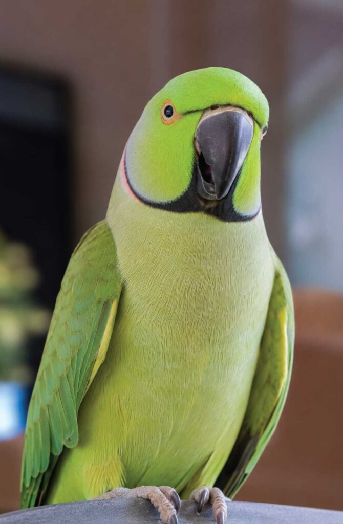 A hyperrealistic vertical photo of a brilliant Green Indian Ringneck Parrot with its beak slightly open, looking directly at the camera.