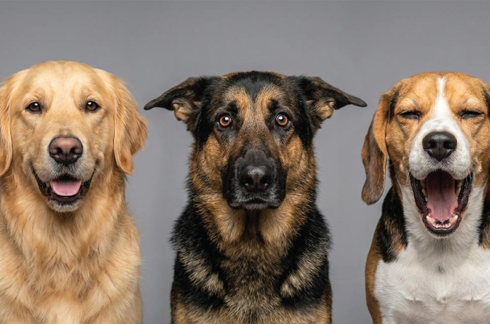 A composite photo illustrating three distinct canine expressions: relaxed, tense/stressed showing white sclera, and a dog yawning as a calming signal, all set against a clean, diffused grey studio background.