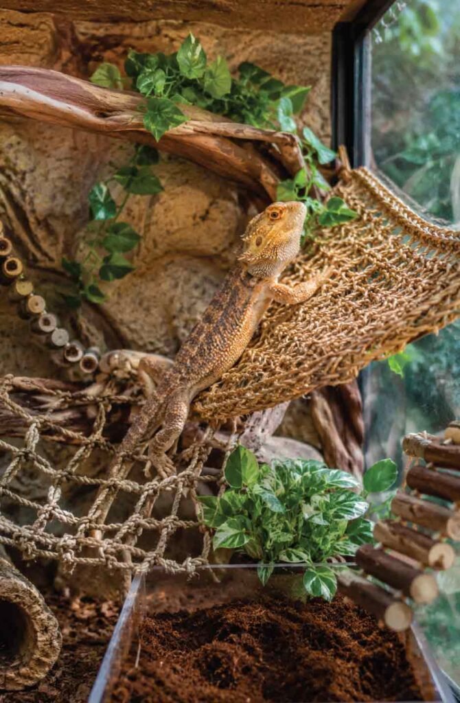 Cute reptile enrichment corner with branches, hammock, and climbing decor.