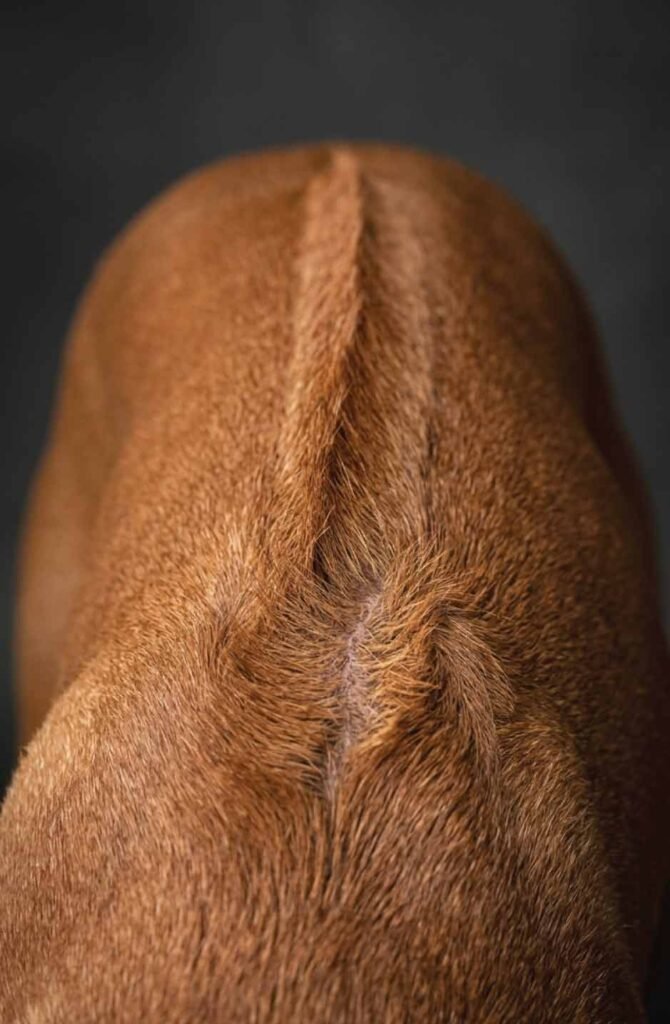A hyperrealistic macro close-up focusing on the reddish-brown fur along the dorsal ridge of a medium-sized dog, illustrating piloerection (hackles raised) in a distinct, tense line extending from the shoulders.