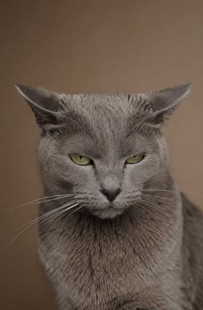 How to Know When Your Cat Is in Pain