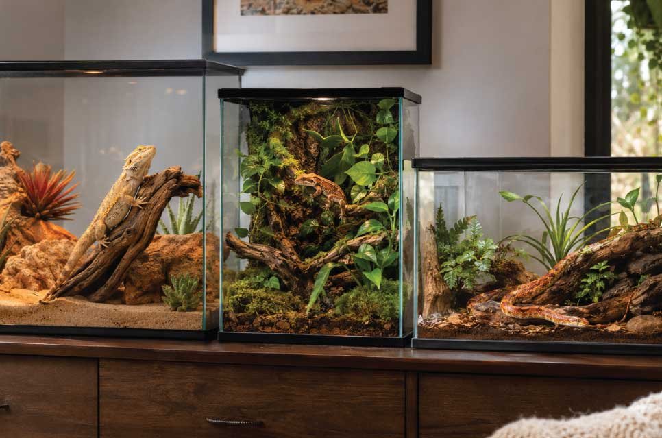 Stylish reptile terrarium setups in a modern home with natural desert and tropical enclosure designs.