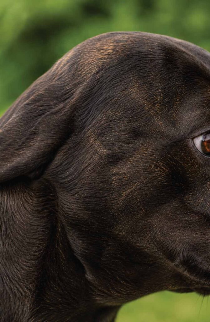 A hyperrealistic detailed photograph of a dog with short, dark fur against a grey studio background. The ears are pressed tightly flat, completely backward against the skull and neck, showing high muscle tension and fear.