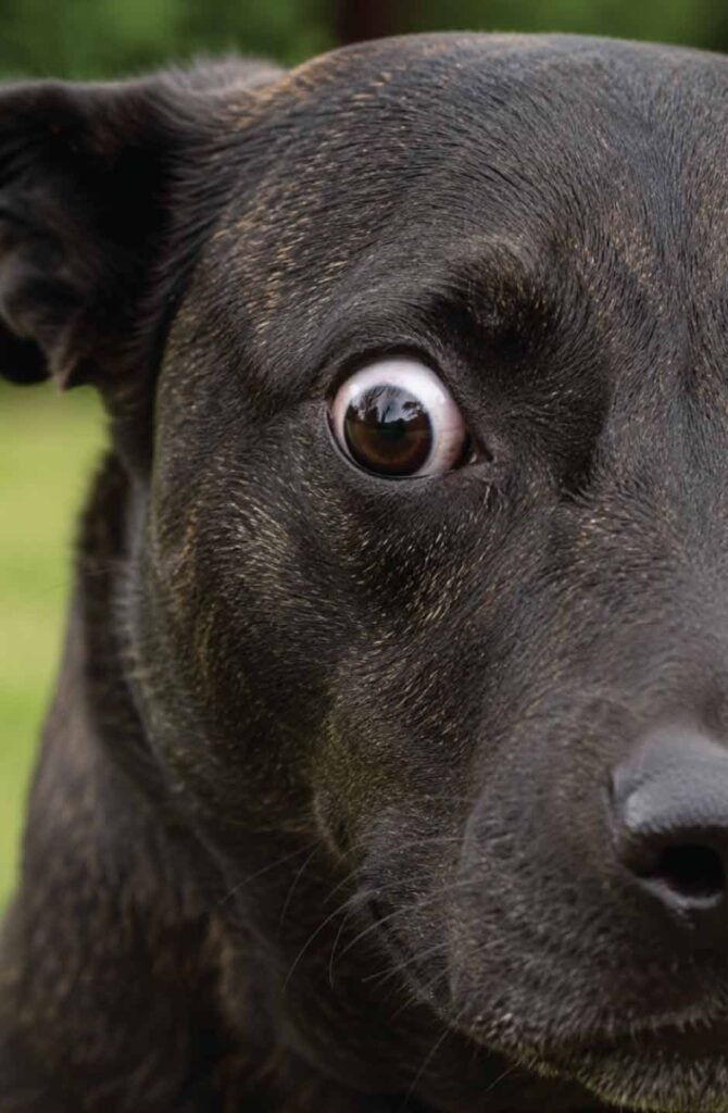 A professional close-up of a dark-furred dog illustrating Whale Eye: the dog is turning its head away but keeping its tense, rounded eyes fixed forward, showing a wide rim of white sclera.