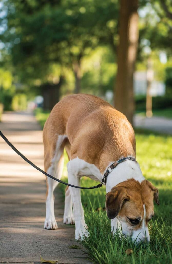 Rescue dog sniffing grass on a quiet neighborhood walk during early decompression