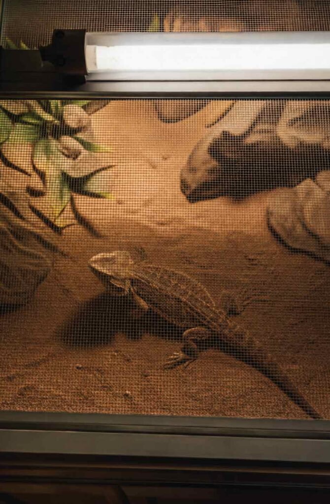UVB bulb sitting on top of a mesh terrarium lid, showing how the screen blocks UV rays from reaching the reptile below