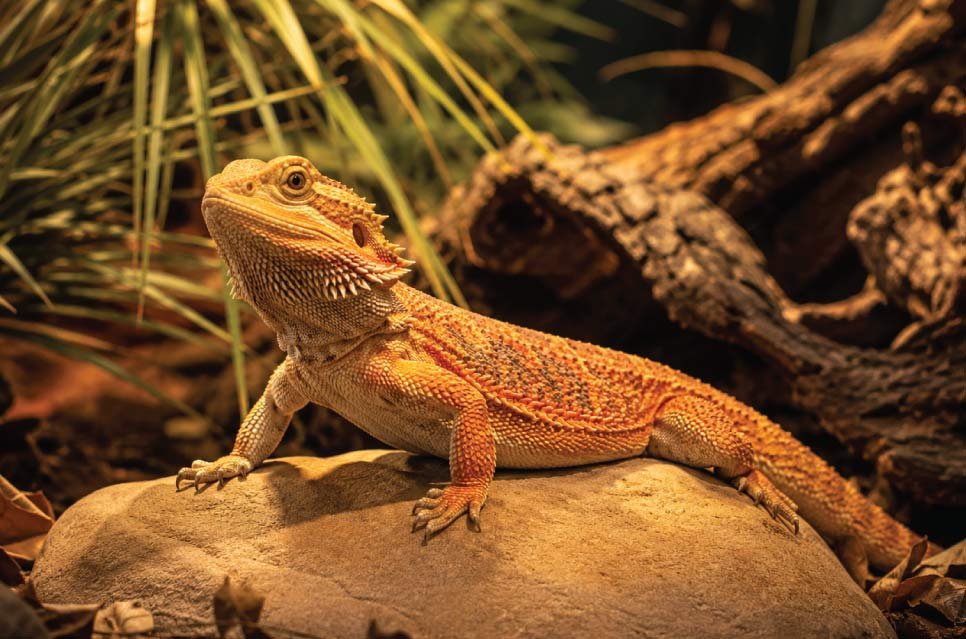 Bearded dragon basking under a UVB lamp inside a naturalistic terrarium setup