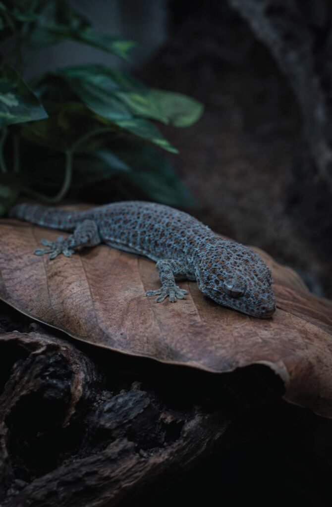 UVB-Lighting-for-Reptiles