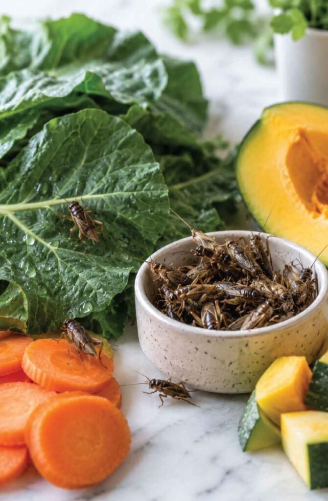 Live crickets in a container surrounded by fresh gut-loading vegetables like collard greens and carrots