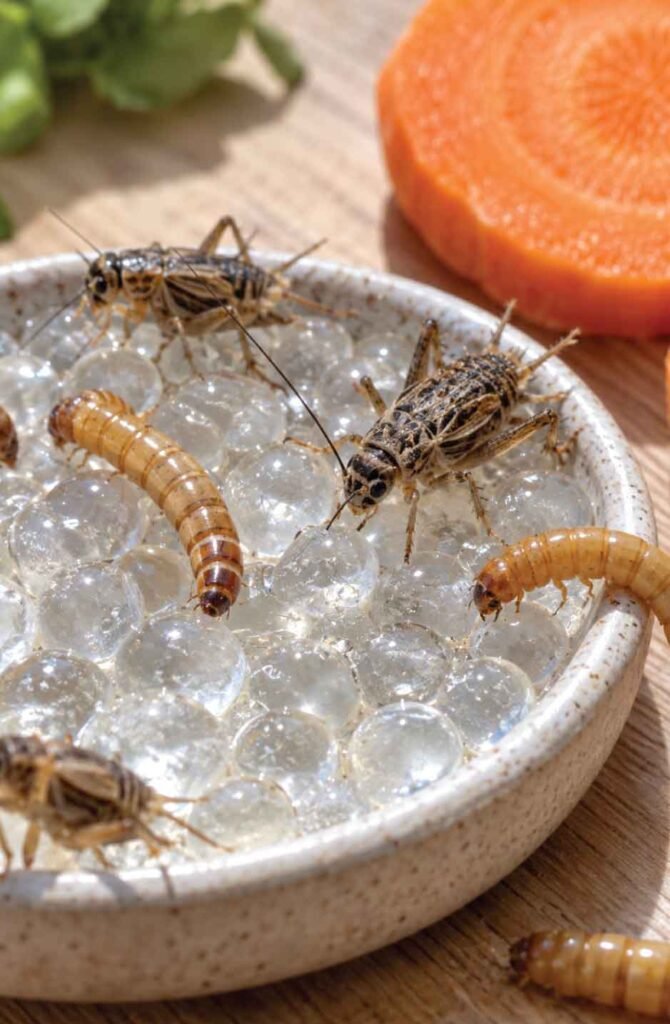 Feeder insects drinking from water gel crystals with a fresh carrot slice nearby