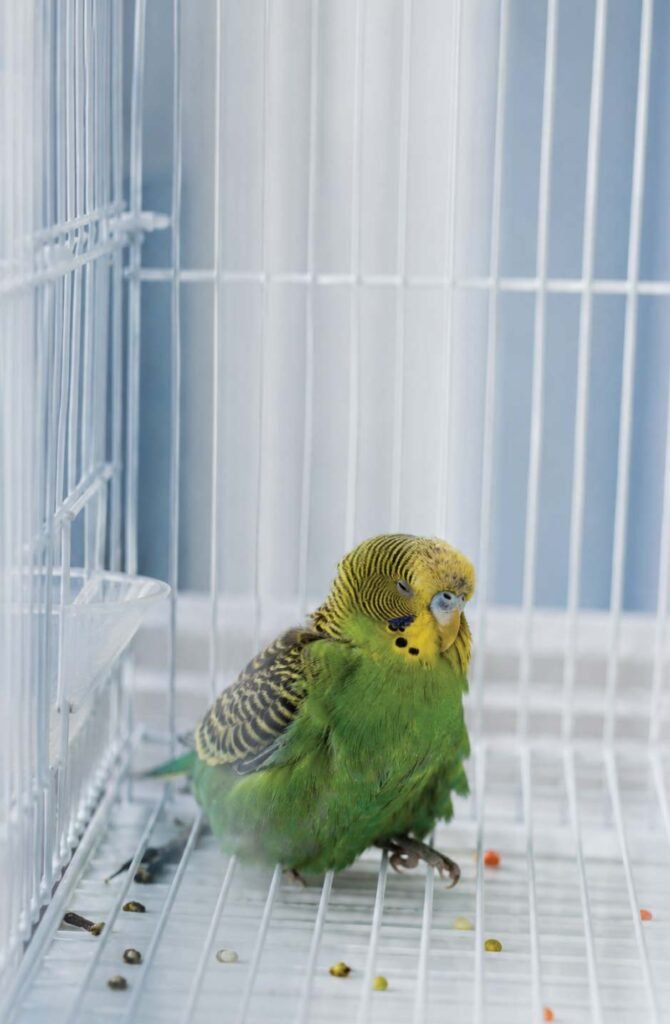 Small green parakeet sitting hunched at the bottom of its cage with drooping wings showing signs of illness