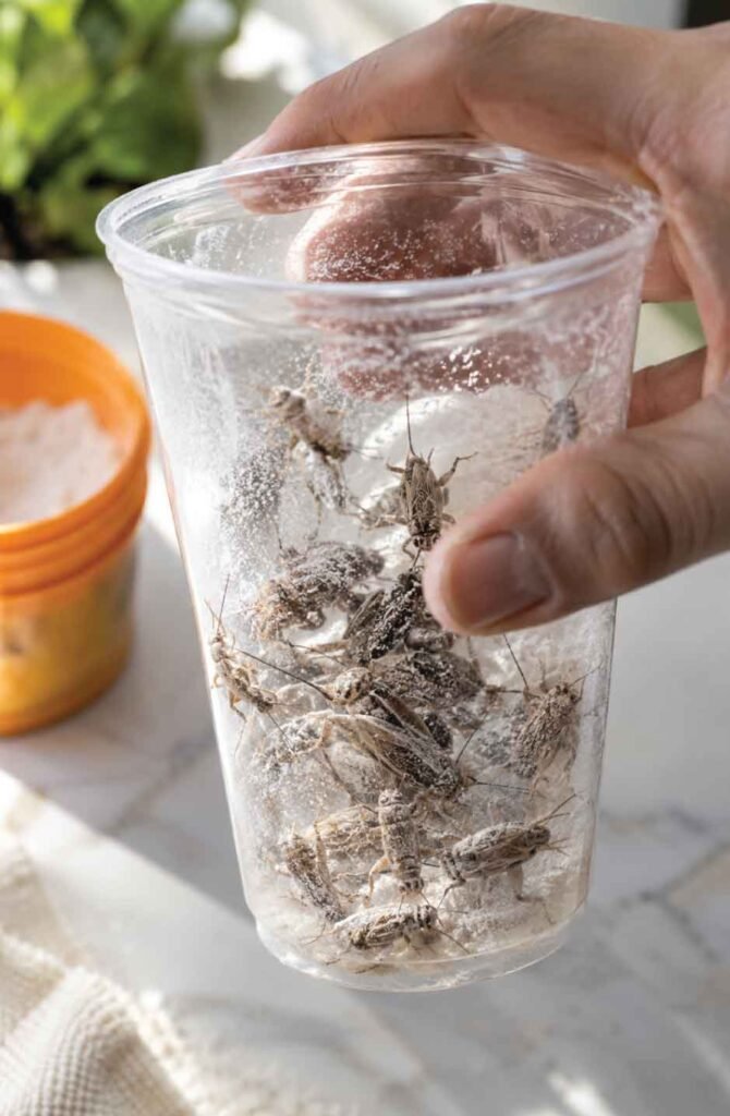 Hand dusting live crickets with calcium powder inside a clear plastic cup