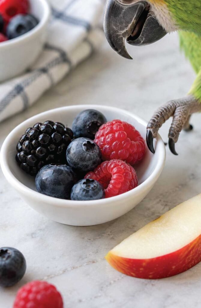 Close-up of a small dish of mixed berries and apple slice with a parrot's beak reaching toward it in natural light